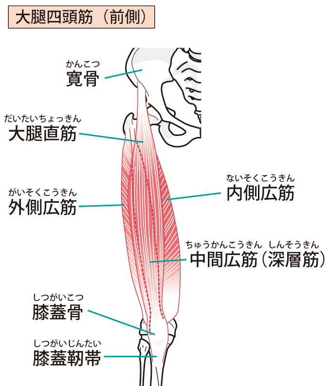 カイロプラクティック　変形性膝関節症